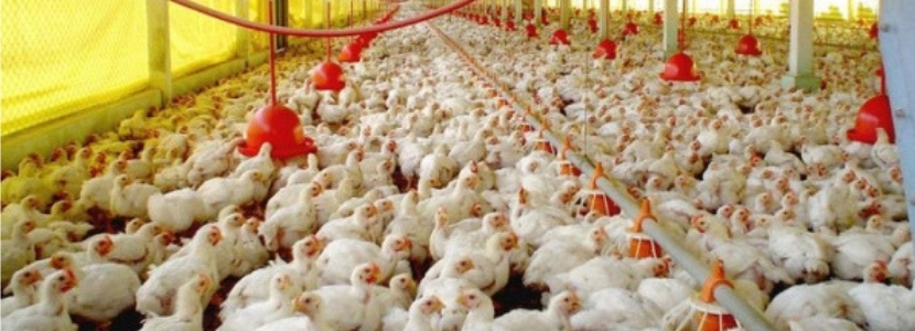 sc exportações carne de frango janeiro 2019