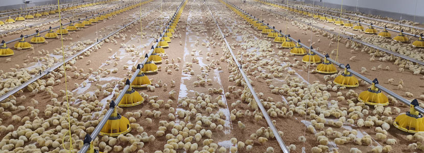 New Farms entrega dos granjas nuevas para el engorde de pollos