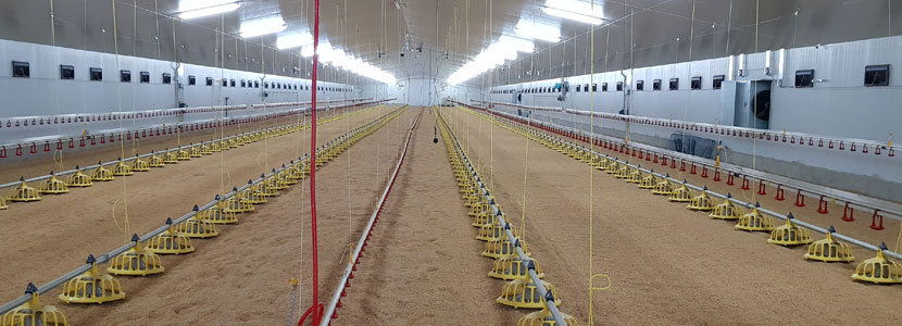 Sumicor concluye una nueva nave avícola con el sistema “My digital farm”