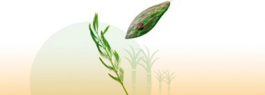 Imagen Revista Mejora en producción con el control de protozoos por mezcla herbal