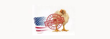 Imagen Revista Producción de pollos de engorde libre de antibióticos