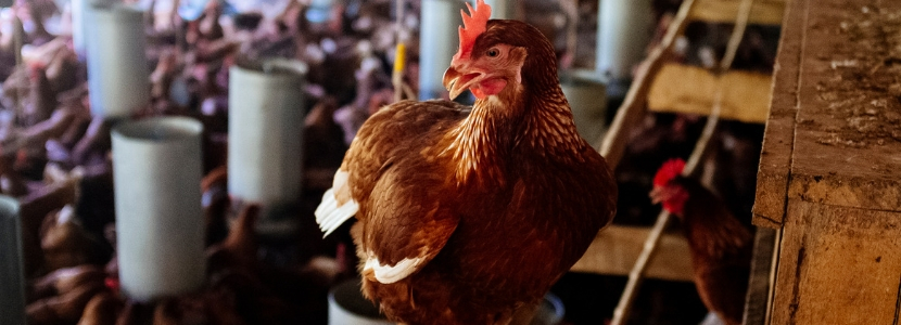 galinhas poedeiras sistemas de produção gaiolas ambiência