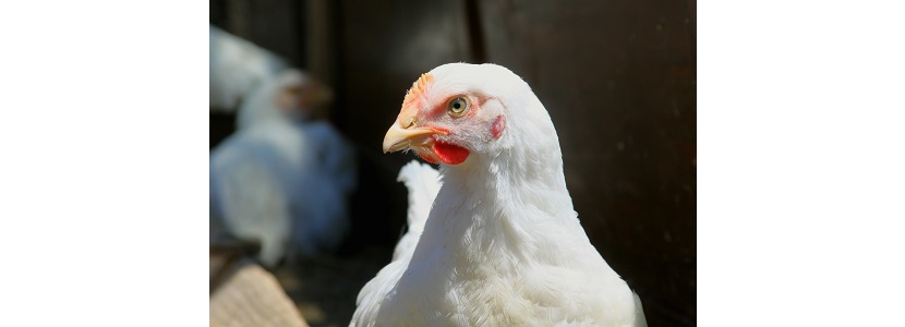 Influenza Aviar: incrementa precio del pollo en República Dominicana