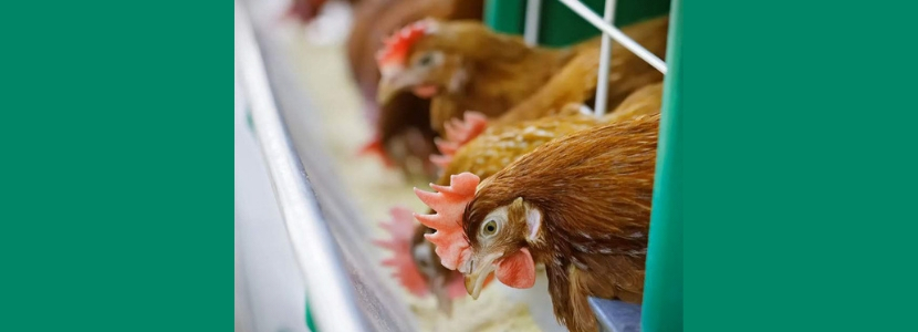 A importância da recria na produção de galinhas poedeiras