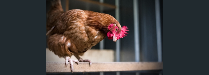 Apakah realiti telur cage-free di Asia pada masa ini?