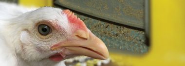Sistema de alimentación por plato, la alternativa al tratamiento de picos