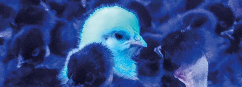 Temperatura de las aves: de la nacedora a la granja