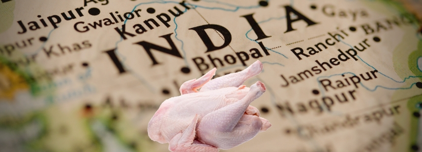 Exportaciones de pollos brasileños a India crecerá si se rebajan impuestos
