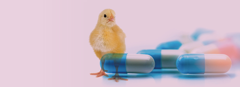 La última chance de los antibióticos como promotores de crecimiento