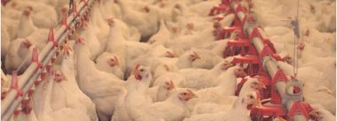Imagen Revista Nutrição e Manejo de frangos de corte e reprodutoras pesadas nos EUA