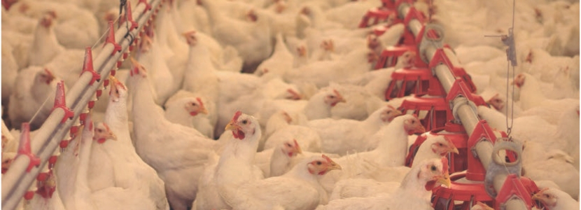 Nutrição e Manejo de frangos de corte e reprodutoras pesadas nos EUA