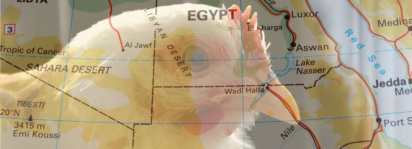 Egipto reduce exigencia sanitaria para el pollo brasileño