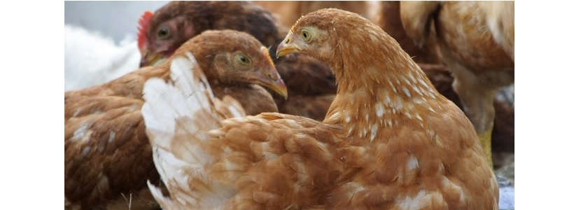 Tras 4 nuevos focos de Influenza Aviar: Mueren miles de aves en México