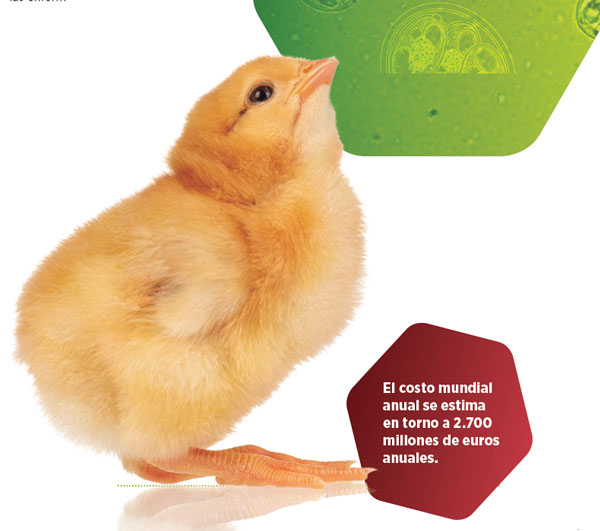 patología avicultura
