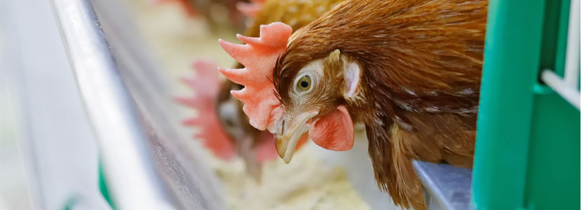 La importancia del levante en el rendimiento productivo de la gallina