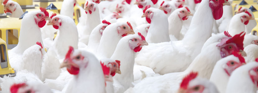 Retos en la nutrición y el manejo de pollos de engorda y reproductoras