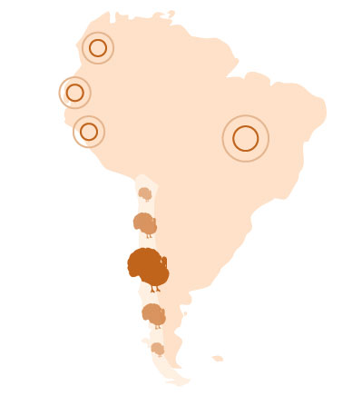 producción avicultura perus