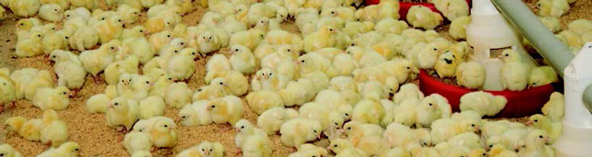 poultry breeding management