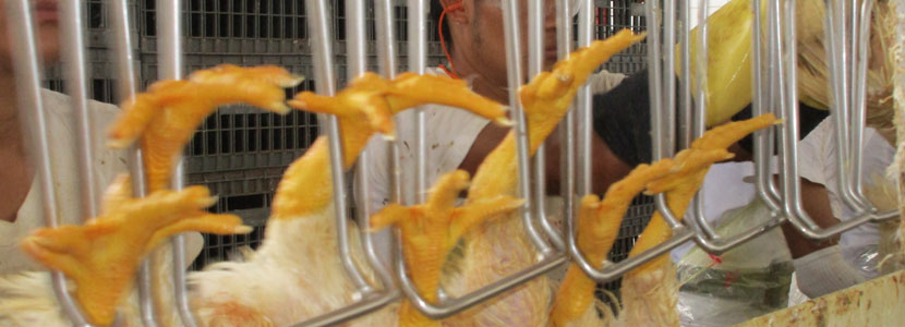 WASTE: Another Great Challenge During Chicken Processing