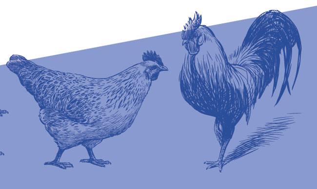 manejo reproducción avicultura