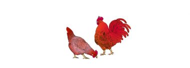 Imagen Revista Manejo de reproductoras en avicultura