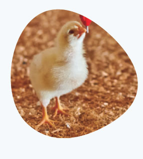 poultry environmental management
