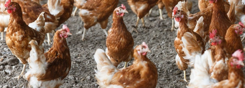 Biossegurança na avicultura e síndrome entérica: um novo olhar