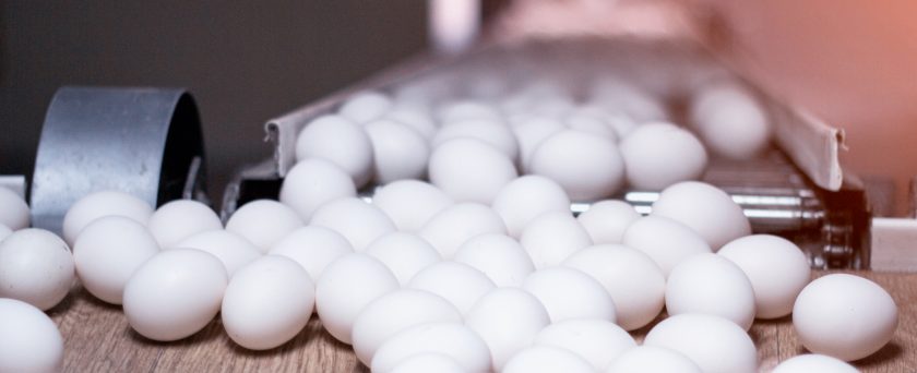 Producción de huevo cae por primera vez en 22 años: 1er trimestre en Brasil ovos