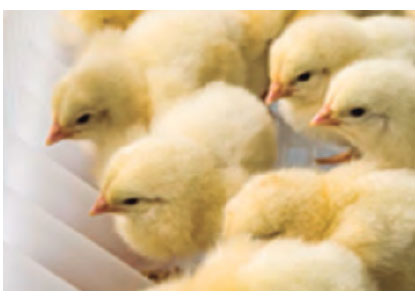 production of broilers