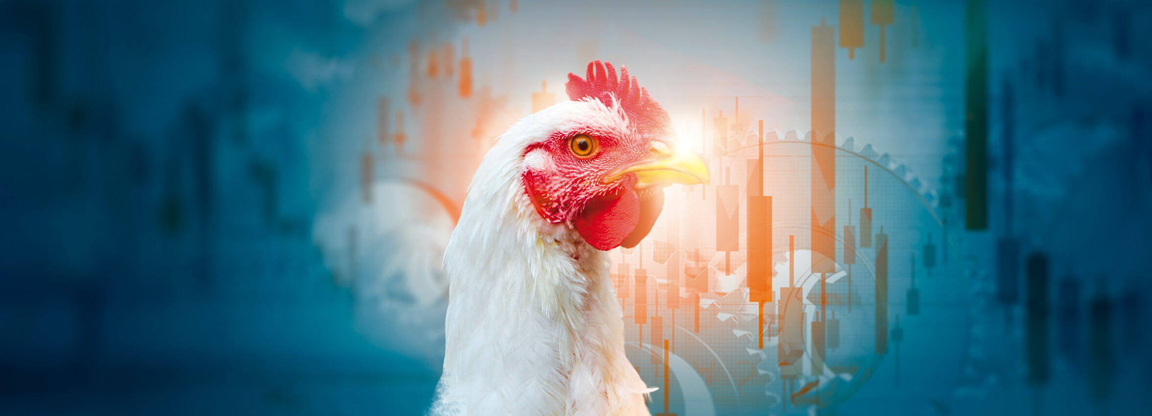 Granjas de pollos de carne, actualización en los costes de producción