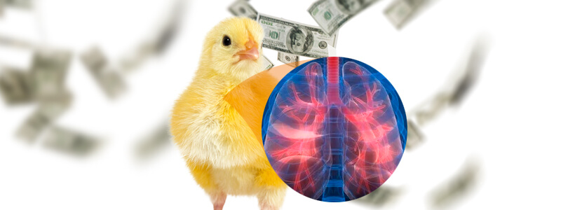 Costo enfermedades respiratorias: Control epidemiológico pollos de engorde