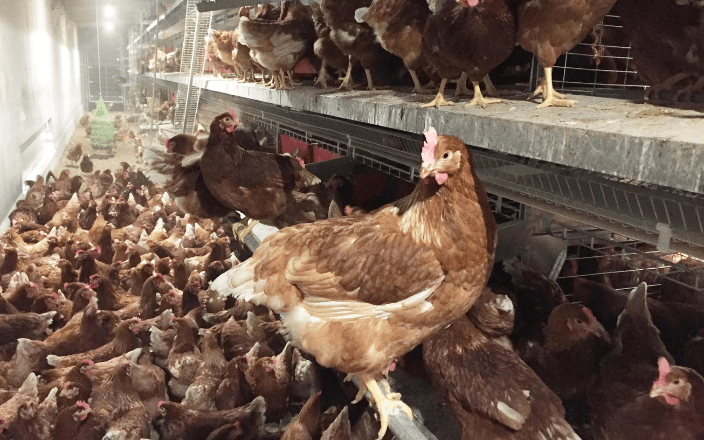 Ingeniería Avícola entrega un nuevo aviario para gallinas camperas
