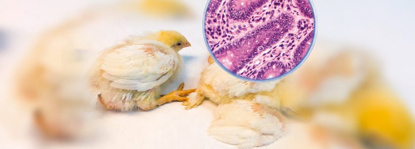 casos clínicos avicultura