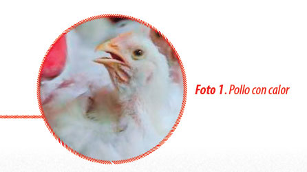 Actualizar 75+ imagen muerte de pollos por calor