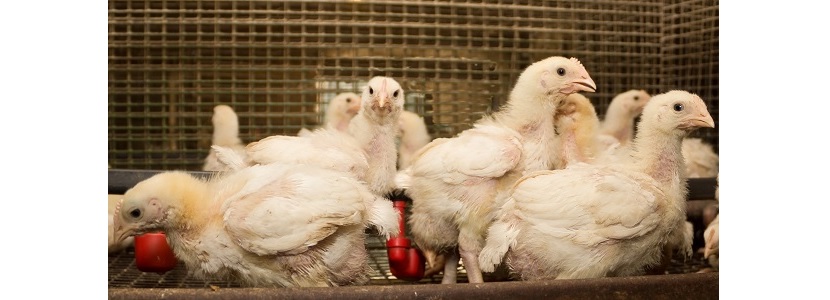 El Salvador: Busca fomentar la producción avícola y liderar en la región