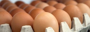 produção de ovos