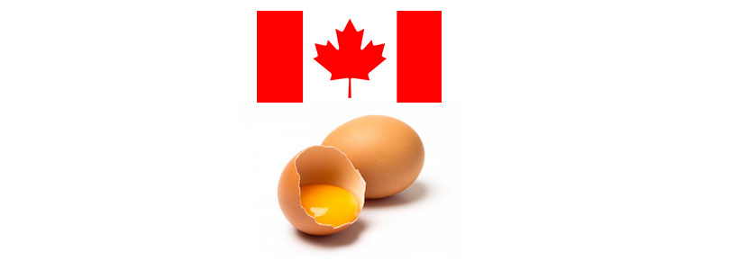 Producción de huevos en Canadá: Estabilidad del mercado para consumidores y productores
