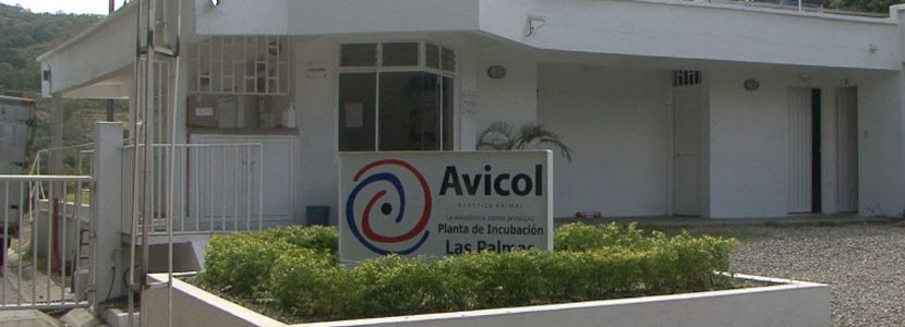 Aviagen continua em dinâmica expansão pela América Latina