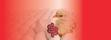 El Sistema inmunitario aviar: Dilemas y oportunidades en la avicultura moderna