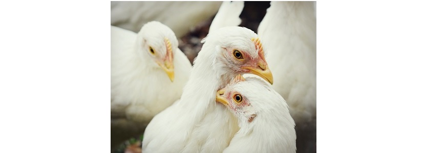 Conmemoración del Día Nacional de Pollo en Ecuador