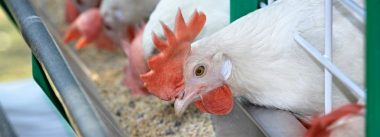 Imagen Revista A importância dos ossos da galinha nos ciclos produtivos longos