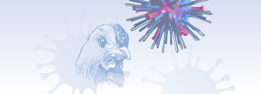 Estudios de persistencia y estabilidad del Virus de la Influenza Aviar