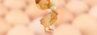 Imagen Revista 5 Manejos para melhorar a qualidade dos pintos