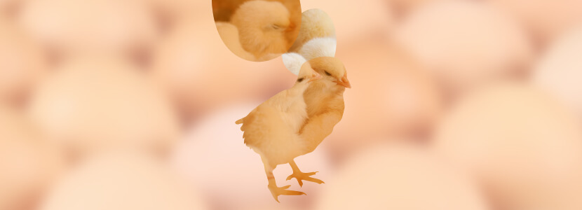 Pollos
