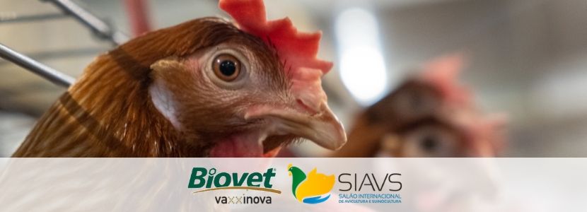 SIAVS ganha lançamento de vacina bivalente inativada contra salmonelas do Biovet Vaxxinova