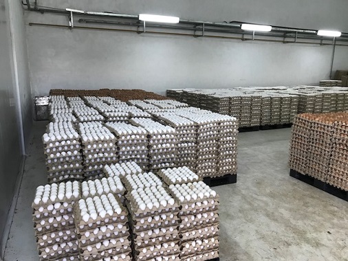 HUEVOS AVÍCOLA MODELO