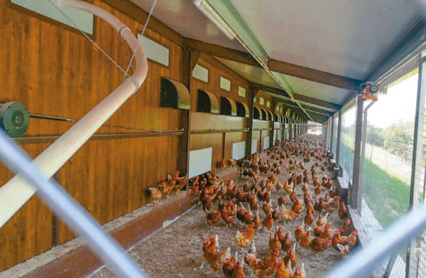 producción huevo aviario