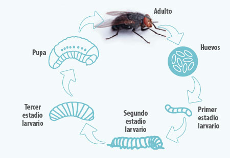 mosca doméstica ciclo