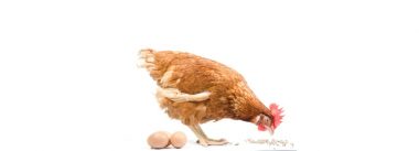 Imagen Revista Nutrición de gallinas ponedoras y Calidad del Huevo