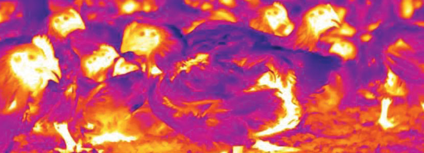 Sistemas de nebulización ¿reducen la temperatura de la pechuga en pollos de engorde?